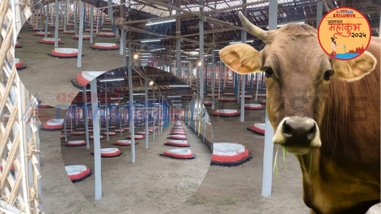 cow mahayagya