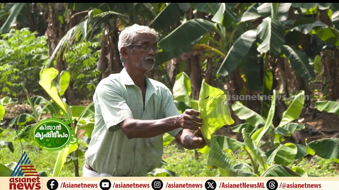 successful vegetable cultivation kissan krishideepam farmer venugopalan  