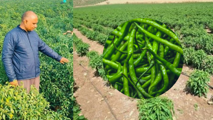 Farmer Earns ₹35 Lakh in 3 Month ಖಾಸಗಿ ಕಂಪನಿಯ ಕೆಲಸ ಬಿಟ್ಟು , 3 ತಿಂಗಳಲ್ಲಿ ...