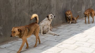 Delhi mans post criticising those who feed stray dogs goes viral Delhi mans post criticising those who feed stray dogs goes viral