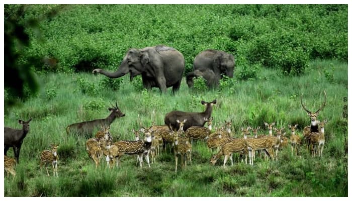 forest and the country need peace a forest experience story by sabari janaki