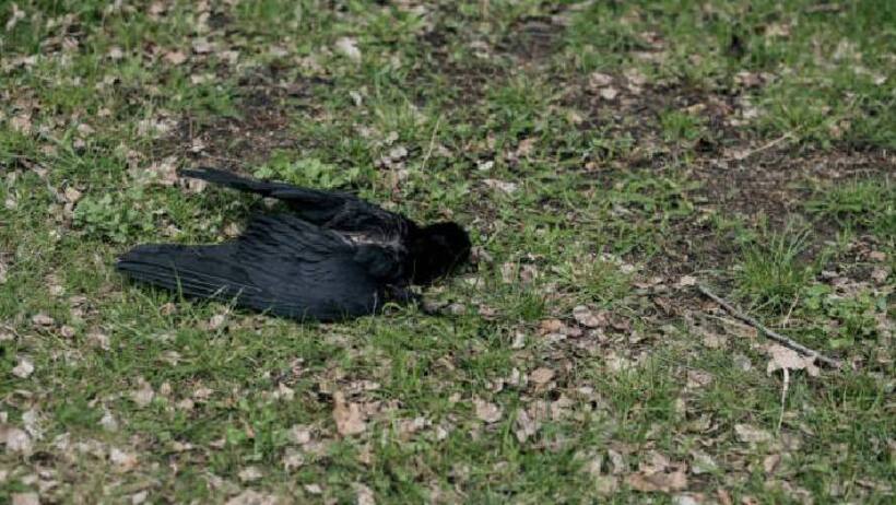 bird flu in patna