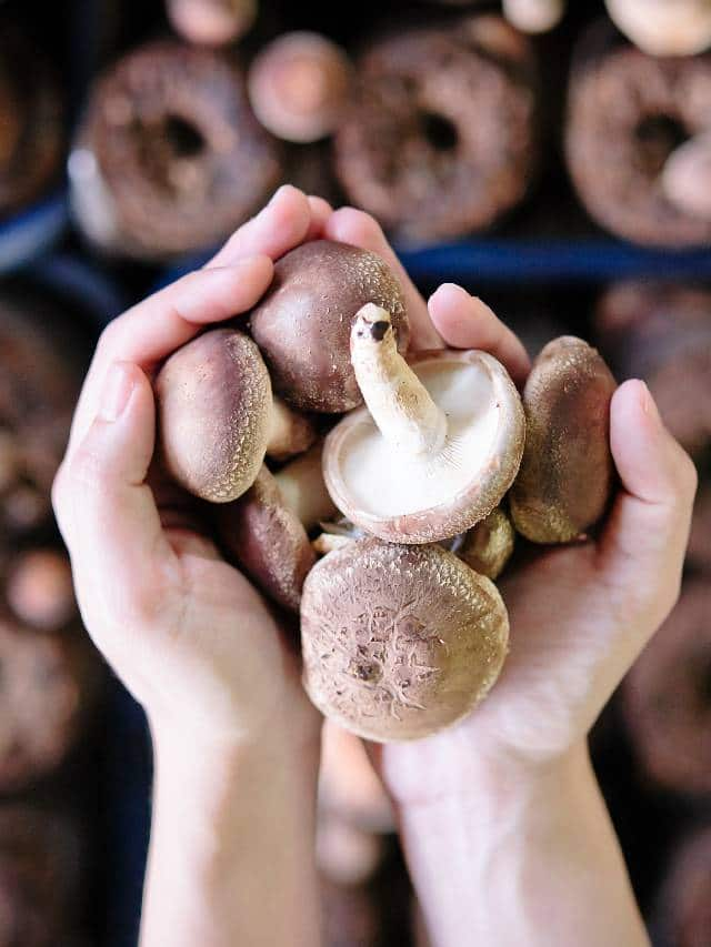 mushroom farming tips for beginners