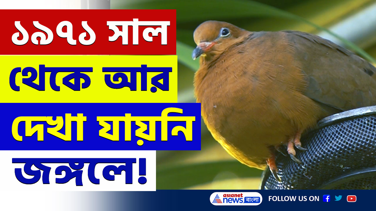 ১৯৭১ সাল থেকে আর দেখা যায়নি! বিরল সোকোরো ঘুঘুর লন্ডন চিড়িয়াখানায় আগমন