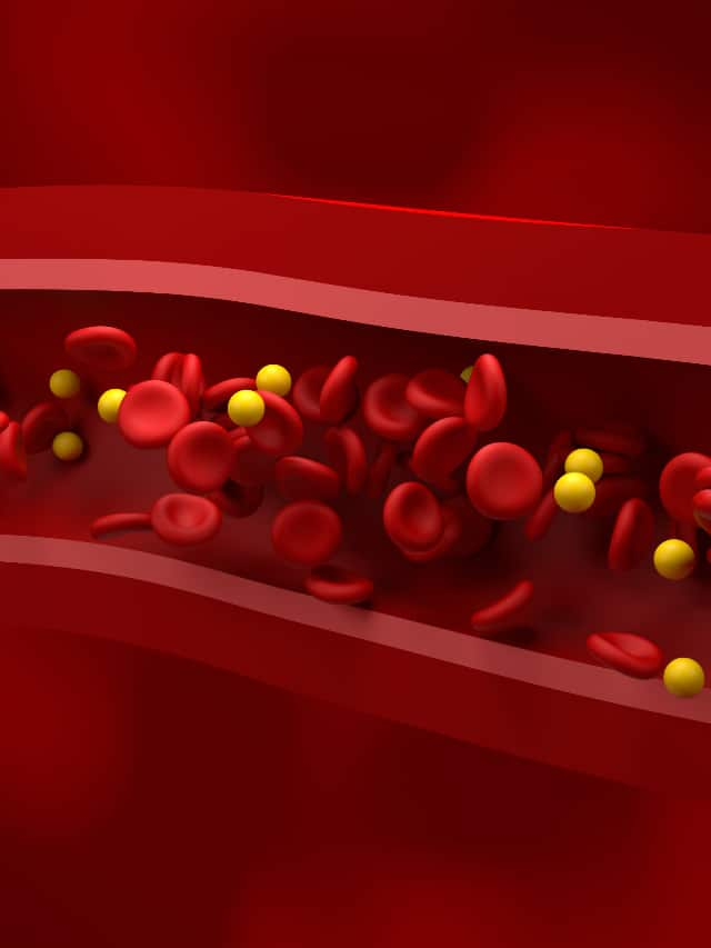 Tips to Increase Good Cholesterol HDL Naturally Rya