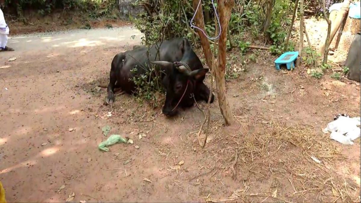 വിഷപ്പുല്ല് കഴിച്ച് നാല് പശുക്കള് ചത്തു;ജീവിതം പ്രതിസന്ധിയിലായ കര്ഷകന് സഹായം തേടുന്നു