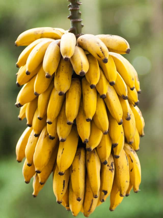 can-banana-reduce-bloating-expert-opinion