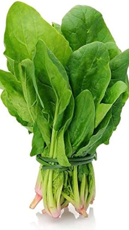 పాలకూర