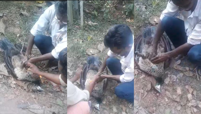 Peacock dies due to electrocution at Kusebu transformer in Vadakara