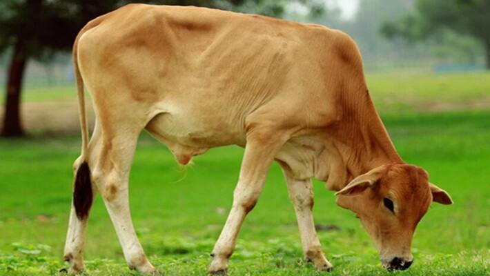 Cow