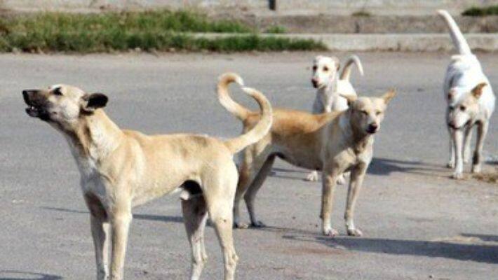 dog attack on boy