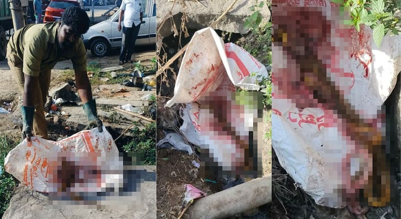Hassan SHOCKER! Dozens of snakes skinned, discarded in drain at Holenarasipur, locals concerned