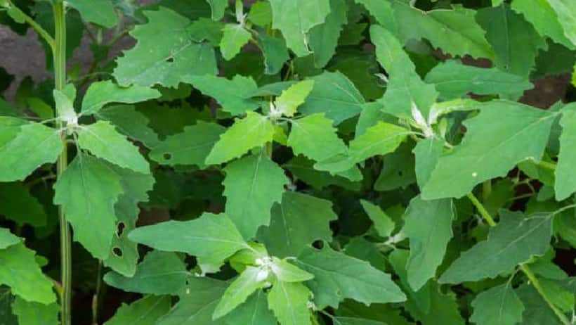 bathua saag