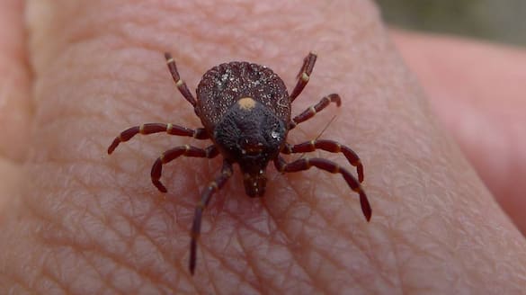 What is Tick fever or Kyasanur Forest Disease spreads in tamilnadu; all you need to know Rya