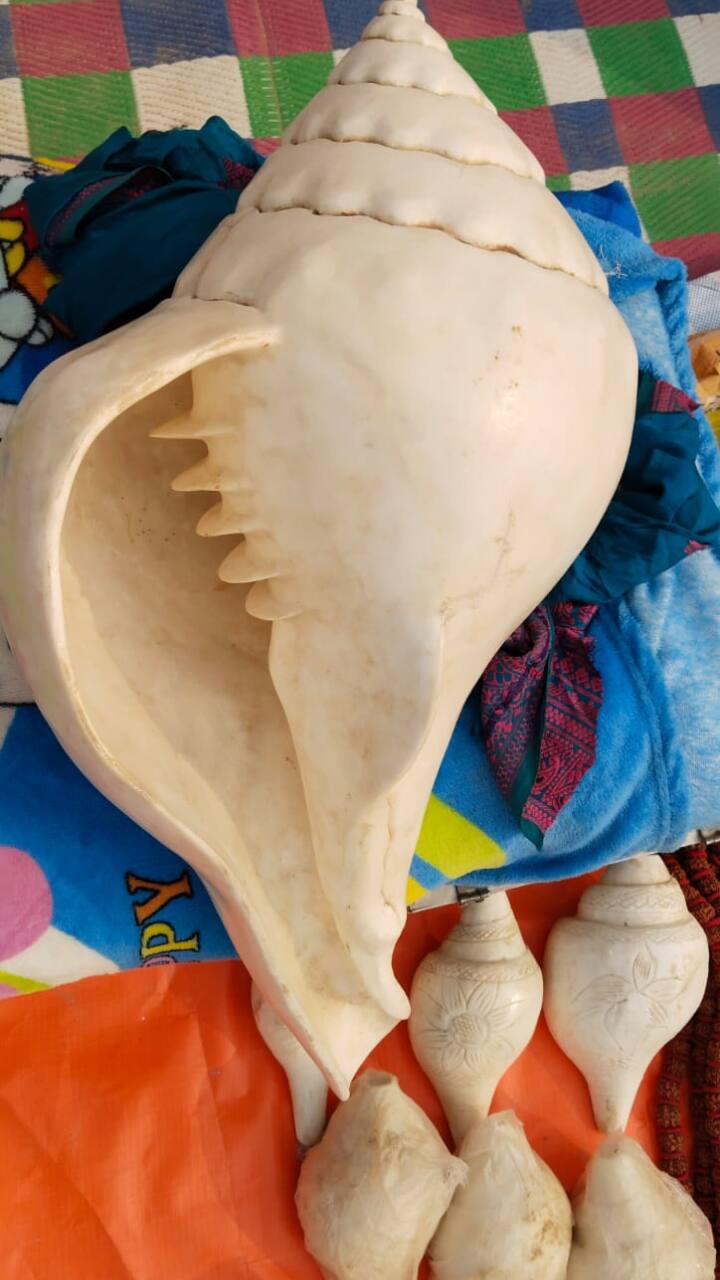 rare conch shell worth Rs 6 lakh is attracting everyone at Mahakumbh Mela