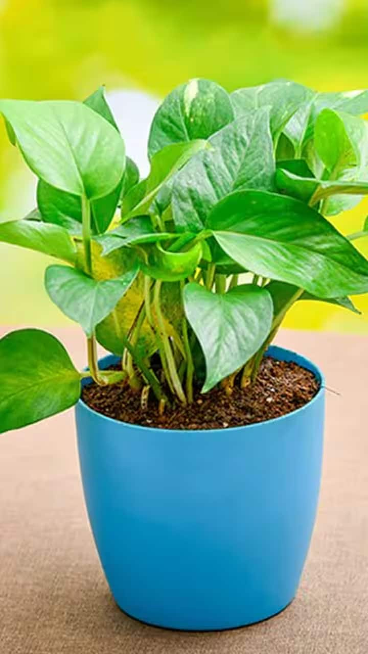 Money Plant Vastu Tips for Financial Prosperity rav