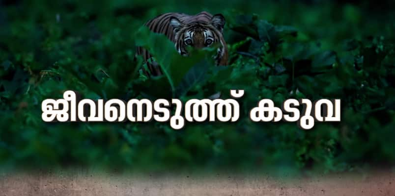 Woman killed in tiger attack in Wayanad forest department in highalert to catch man eating tiger curfew in pancharakolli camera trap and cage installed