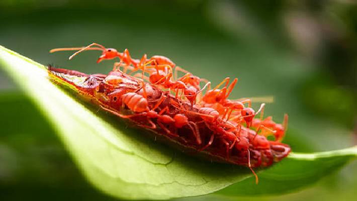 red ant