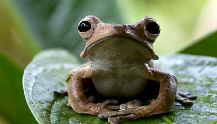 Mouth Birthing Frog A Unique Reproduction Phenomenon rav