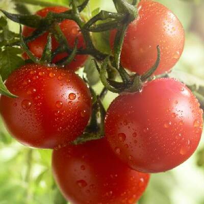 Tomato: టమాటలు తినడం వల్ల ఇన్ని ప్రయోజనాలు ఉన్నాయా..?