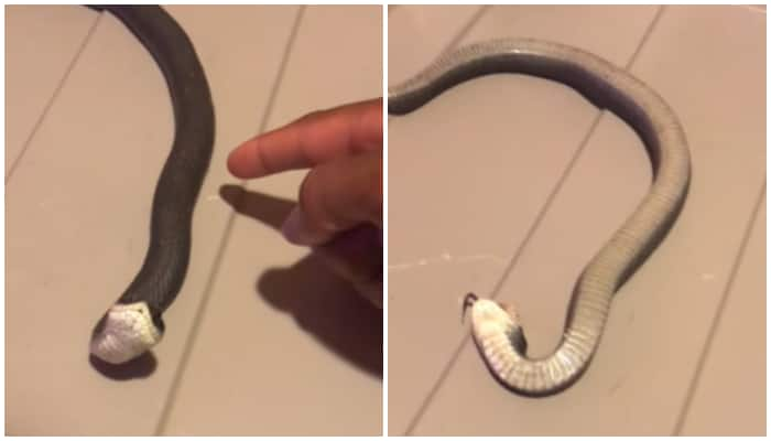 viral video of snake playing dead when owner touches it 