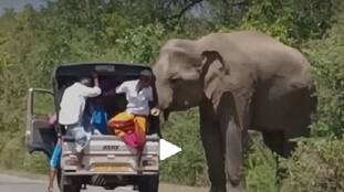 Vehicles Riders Faces Problems For Elephants in Road 