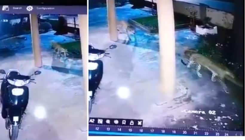 Bengaluru: Two Leopard sightings in Yelahanka, stray dog found devoured, officials urge caution (WATCH)
