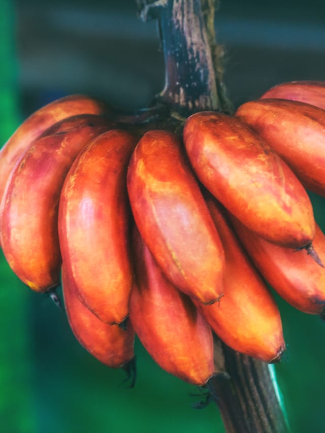 benefits of red bananas