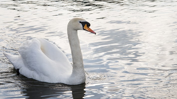  Basant Panchami 2025: Why the swan is goddess Saraswati's sacred vehicle? NTI