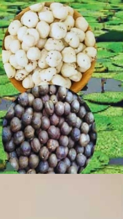 Makhana Farming: మఖానా సాగుతో రూ.లక్షల్లో లాభాలు!