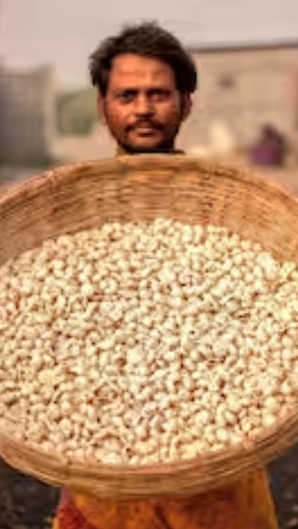 బీహార్‌లో అధికంగా మఖానా సాగు