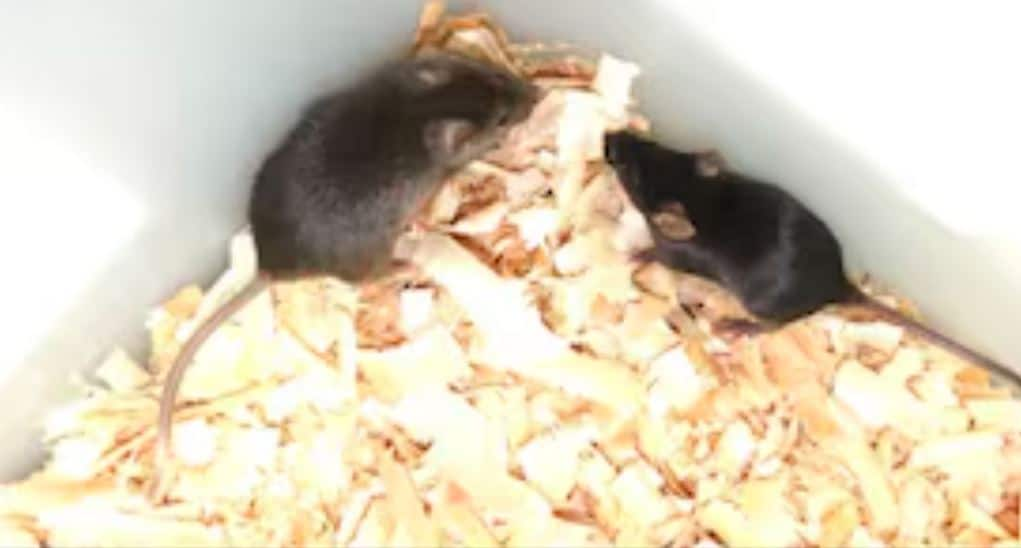 China Scientists Breakthrough in Genetic Research Mice Born from Two Male Parents