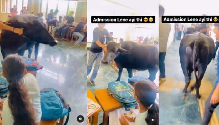 Buffalo Enters College Classroom Viral Video sat