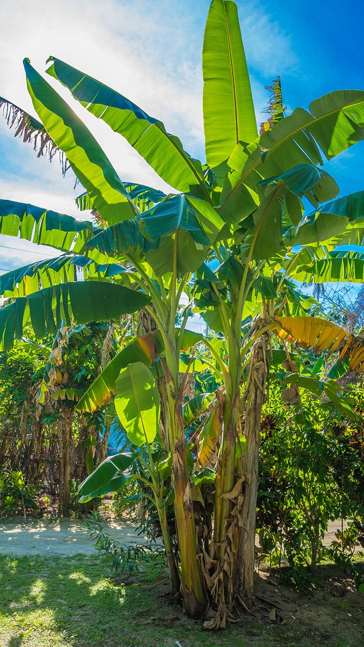 Banana Tree Puja Benefits and Auspicious Results in Hindu Dharma