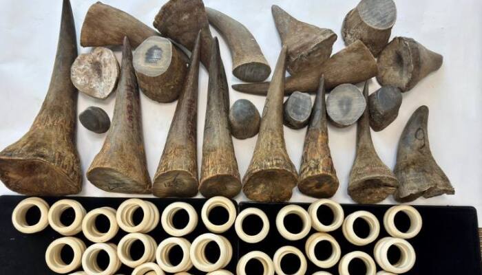 Rhinoceros horns and ivory confiscated in qatar from a traveler 