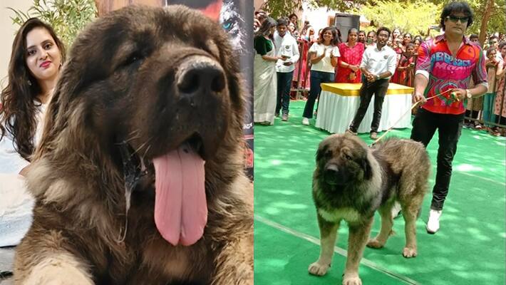 Caucasian shepherd Cadbom Haider india most expensive dog price rs 20 crore 