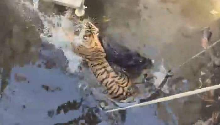 tiger and a boar accidentally fell into well video from Pipariya village 