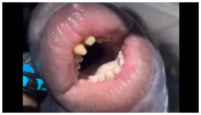 viral video of a lips scared Social media users