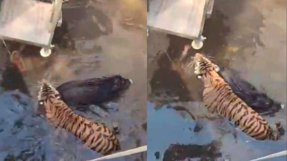 wild boar tiger both fell into a well while hunting a wild boar watch viral video