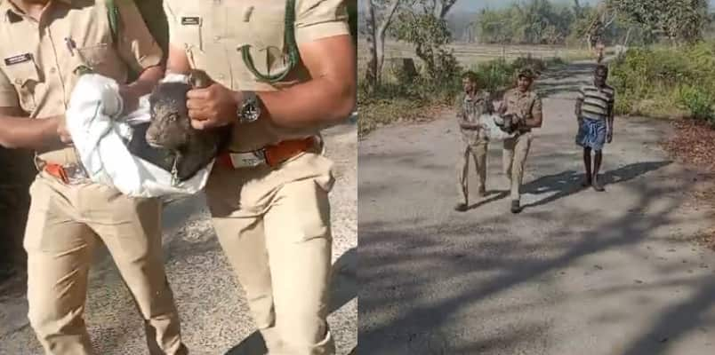 wild bear captured from residential area in wayanad Muthanga 5 February 2025