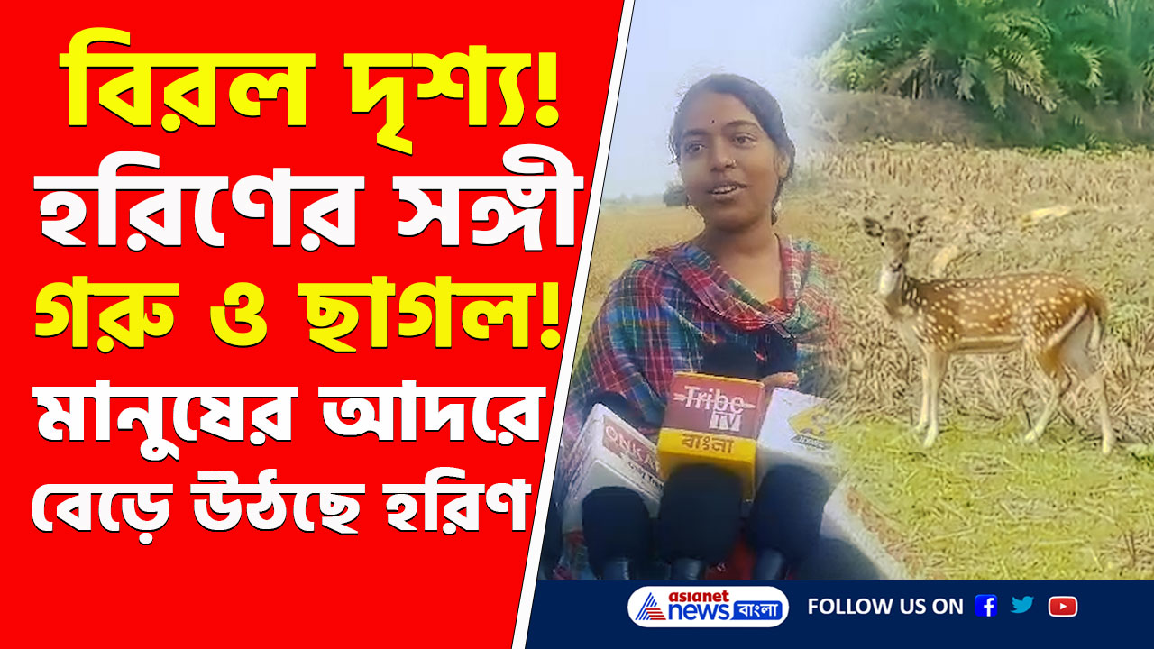Deer : এমন দেখেছেন? হরিণের সঙ্গী গরু ও ছাগল, গ্রামবাসীদের আদরে বেড়ে উঠছে হরিণ