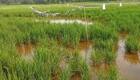 Climate change: How agricultural boom plays significant role in India's climate challenge