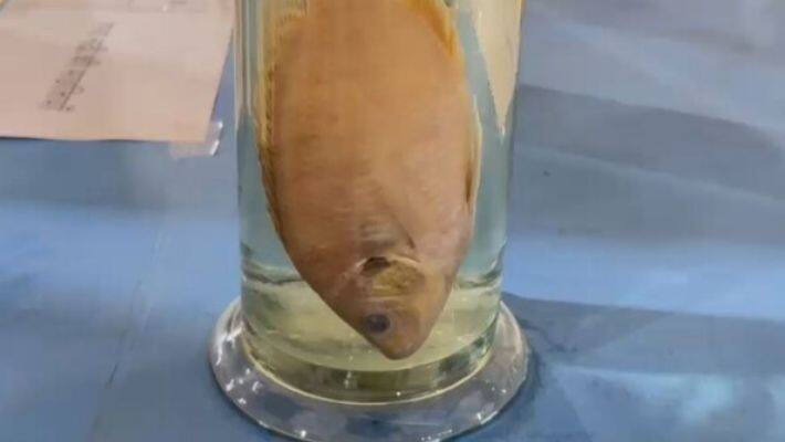disappear fish