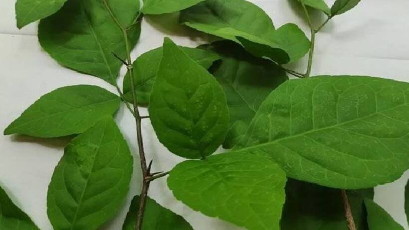 Bael Patra Benefits