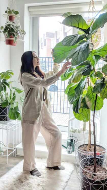 Snake to Jade: 5 indoor plants for a stunning home