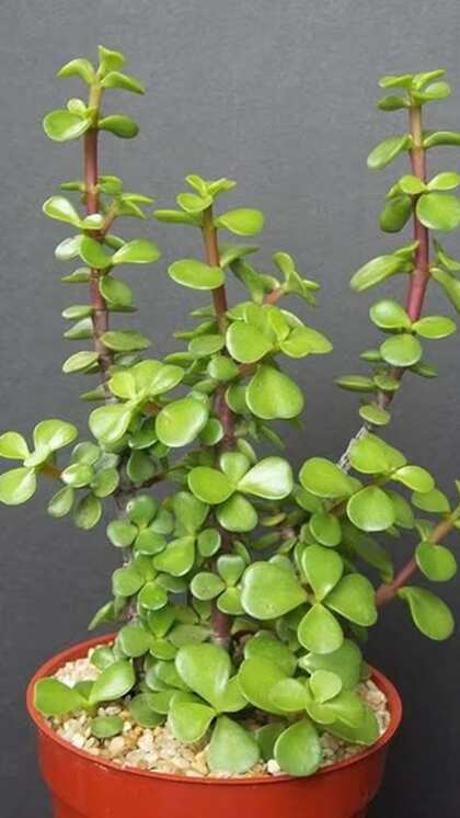 2. Jade Plant
