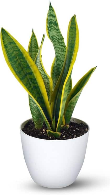 1. Snake Plant
