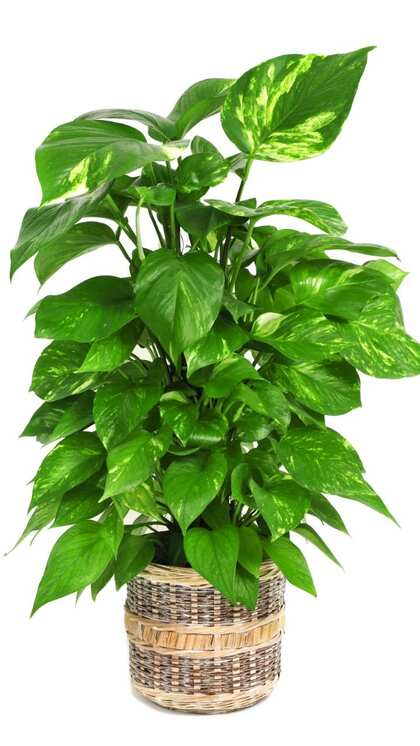 3. Pothos Plant