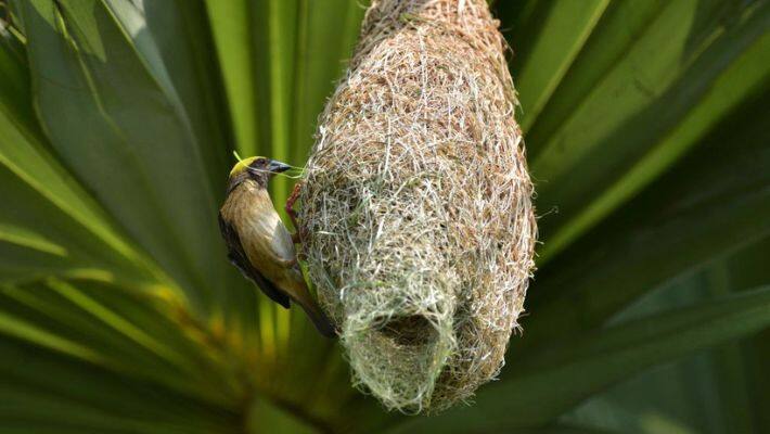 Bird