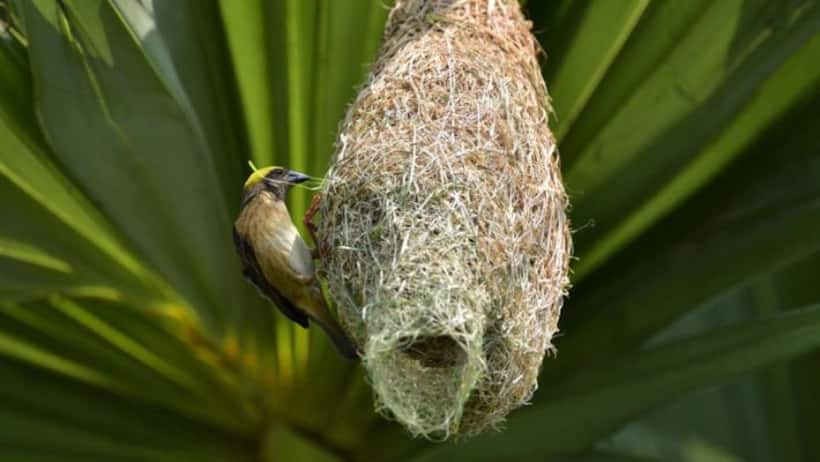 Bird